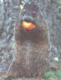 A woodchunk makes a meal of a prized tomato.